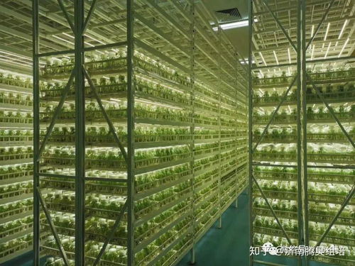 光照強(qiáng)度、光周期與光分布 光線三大要素穿越營銷迷霧的實(shí)戰(zhàn)策劃